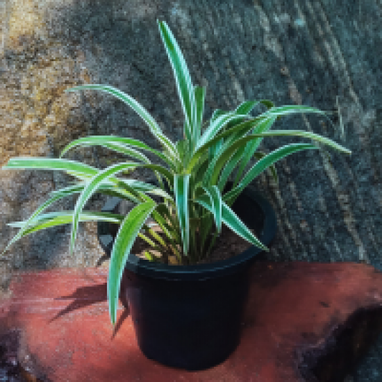08 BEST INDOOR PLANTS FOR ANY LOCATION