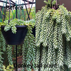 Donkey's tail plant (burro's tail)/Lanka Marketing