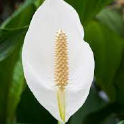Peace lilies (spathiphyllum)/Lanka Marketing