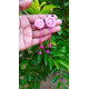 Handmade Earing Handmade Earing