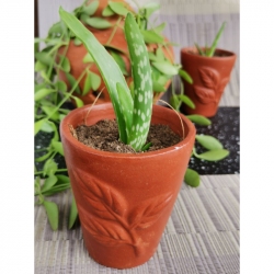 Aloe vera Plant With Dark Brown Vas/Kavi Store