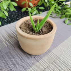 Aloe vera Plant With Light Brown Vas/Kavi Store