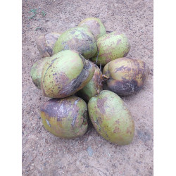 Coconut - පොල්