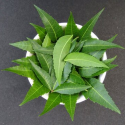 DRY NEEM LEAVES / KOHOMBA/ කොහොඹ කොළ -500g 